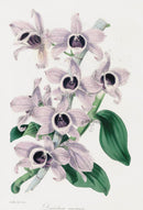 Joseph Paxton Antique Botanical Print 1834 Dendrobium Orchid - Panteek Antique Prints