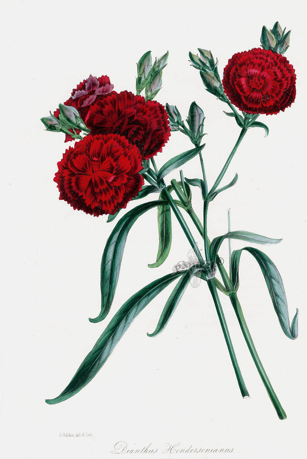 Joseph Paxton Antique Botanical Print 1834 Dianthus hen.