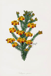 Joseph Paxton Antique Botanical Print 1834 Dillwynia - Panteek Antique Prints