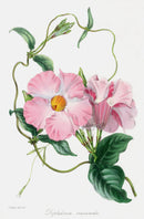 Joseph Paxton Antique Botanical Print 1834 Dipladenia - Panteek Antique Prints