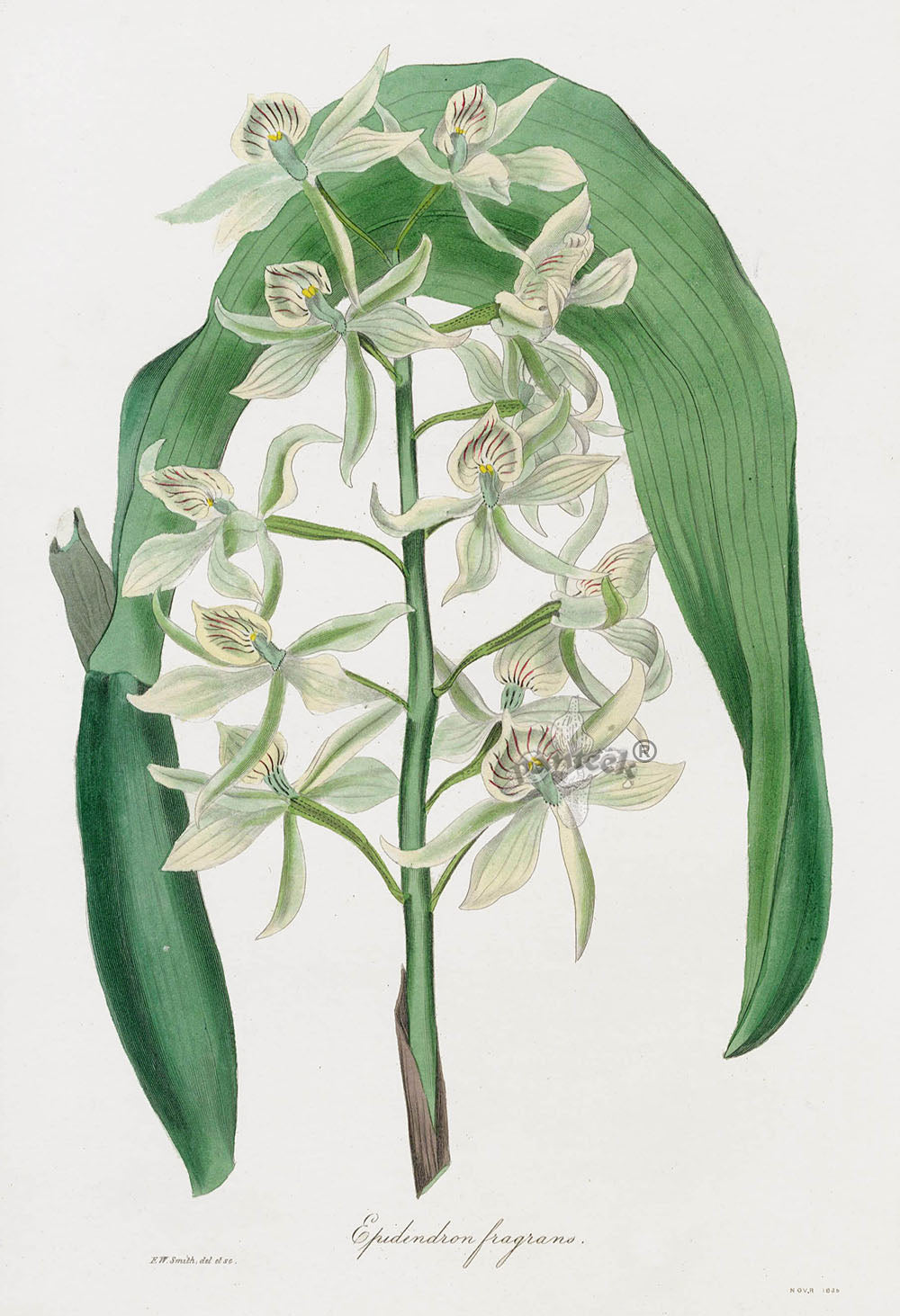 Joseph Paxton Antique Botanical Print 1834 Epidendron fra