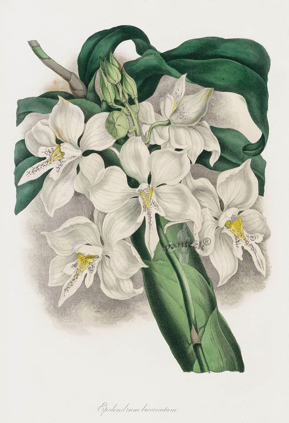 Joseph Paxton Antique Botanical Print 1834 Epidendrum Orchid