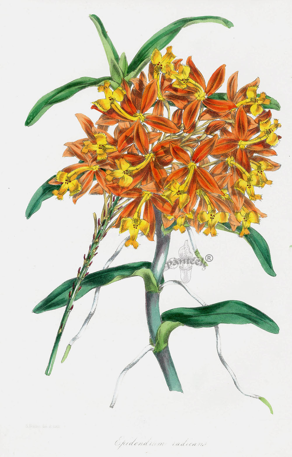 Joseph Paxton Antique Botanical Print 1834 Epidendrum rad