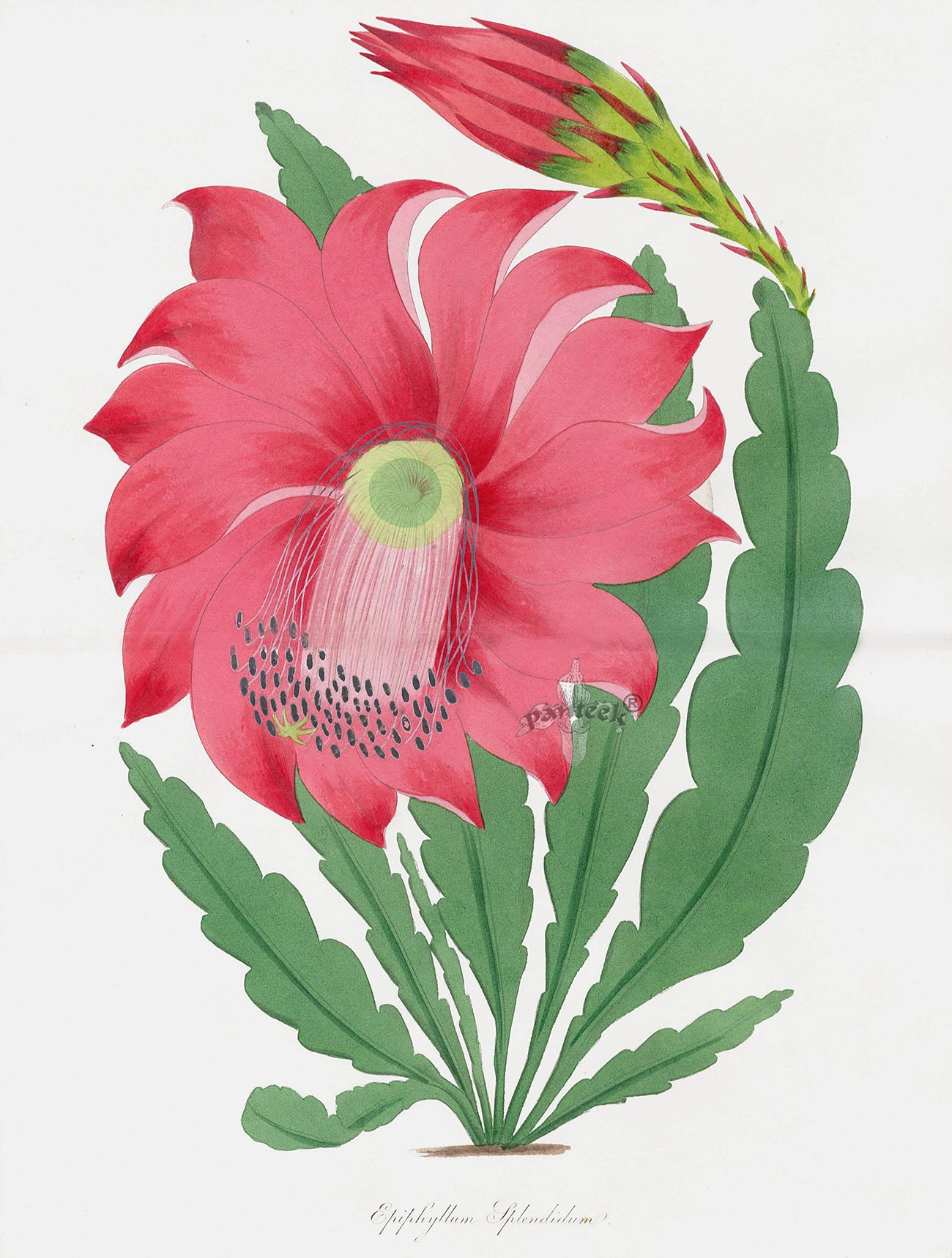 Joseph Paxton Antique Botanical Print 1834 Epiphyllum