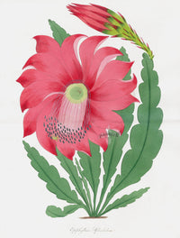 Joseph Paxton Antique Botanical Print 1834 Epiphyllum - Panteek Antique Prints