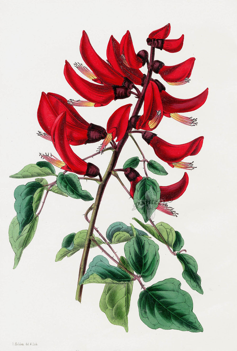 Joseph Paxton Antique Botanical Print 1834 Erythrina cri.