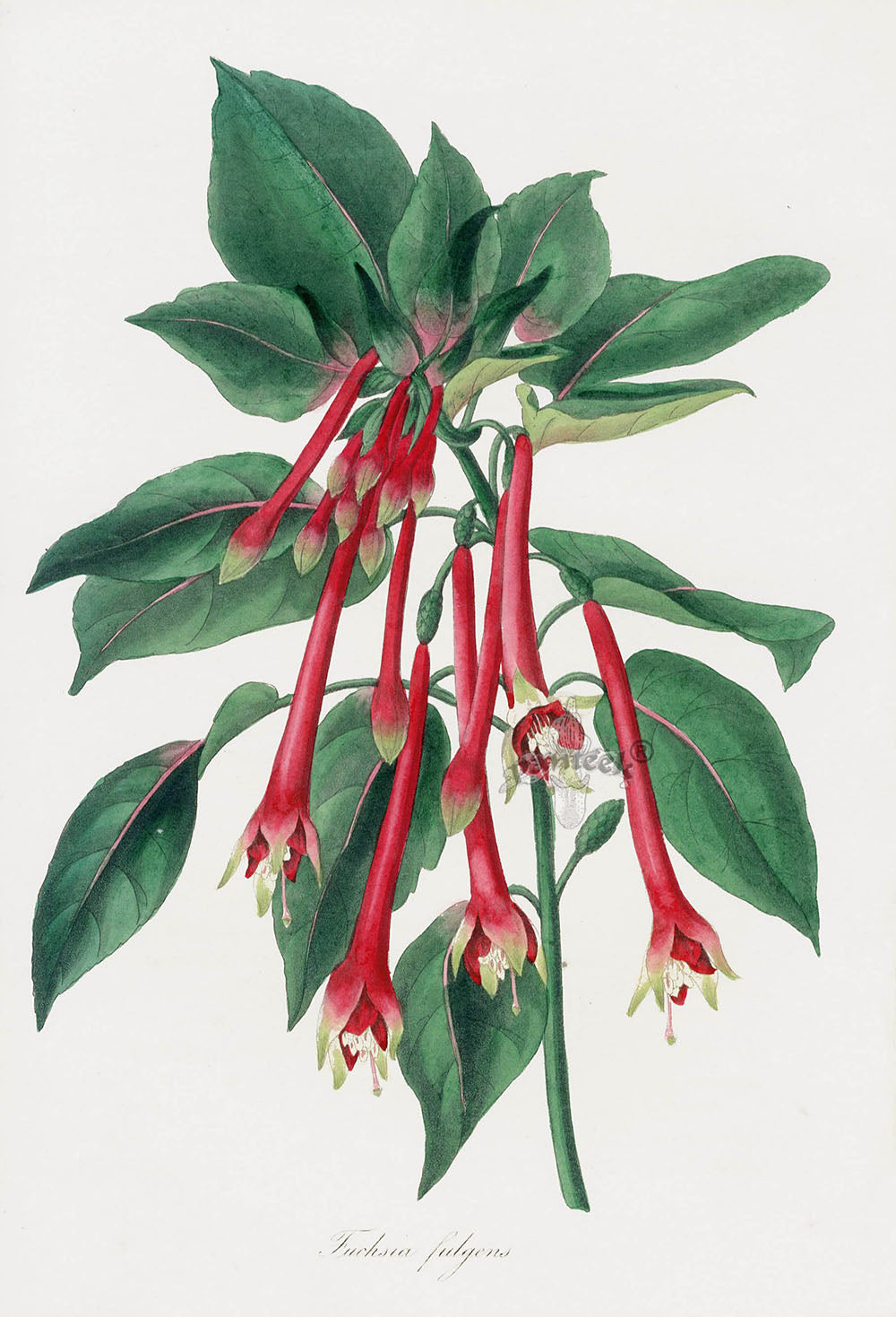 Joseph Paxton Antique Botanical Print 1834 Fuchsia fulgens
