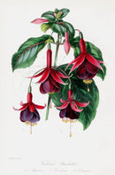 Joseph Paxton Antique Botanical Print 1834 Fuchsia (Standish's) - Panteek Antique Prints