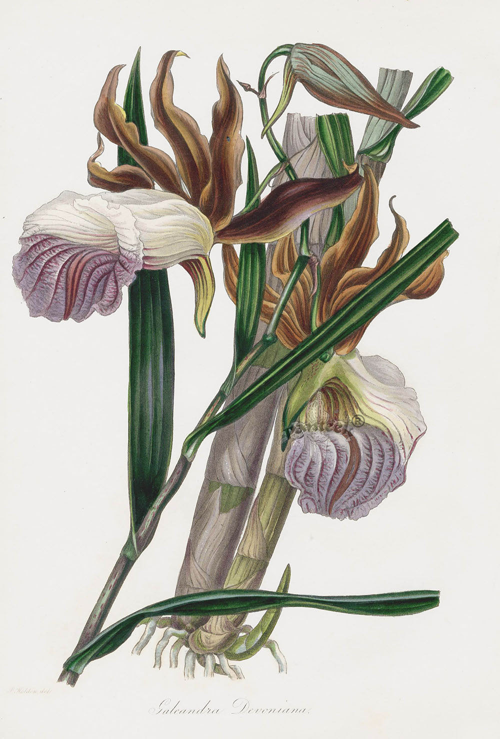 Joseph Paxton Antique Botanical Print 1834 Galeandra Orchid