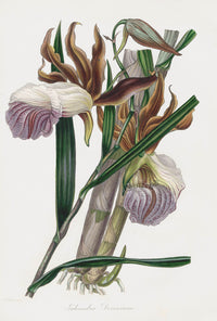 Joseph Paxton Antique Botanical Print 1834 Galeandra Orchid - Panteek Antique Prints