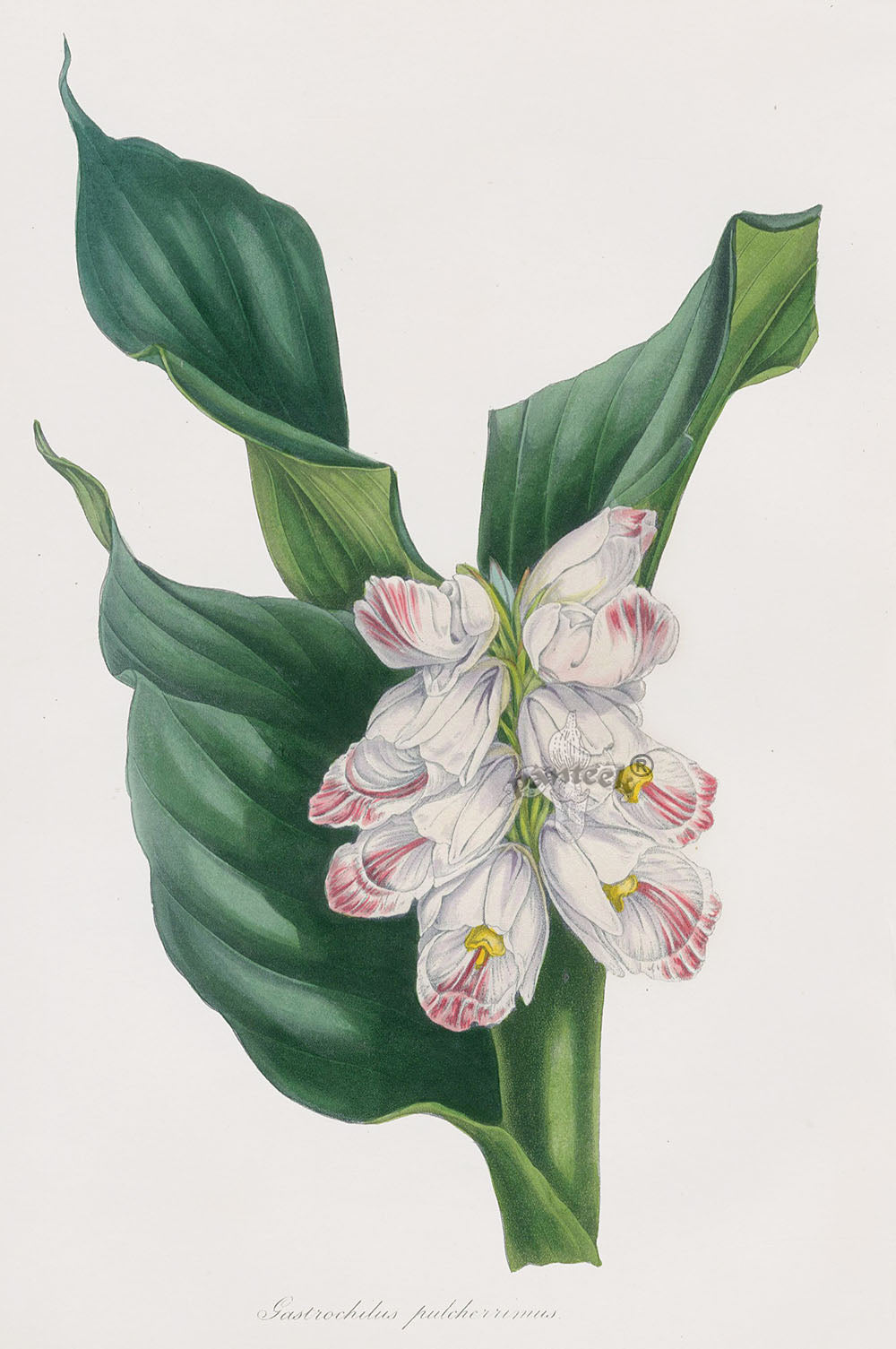 Joseph Paxton Antique Botanical Print 1834 Gastrochilus