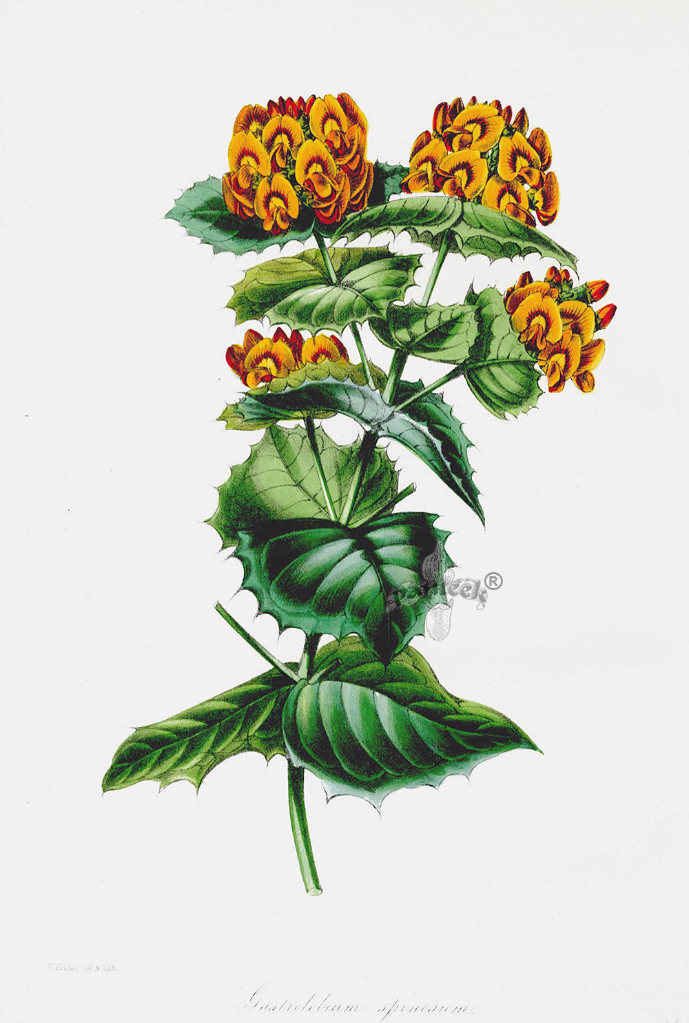 Joseph Paxton Antique Botanical Print 1834 Gastrolobium