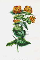 Joseph Paxton Antique Botanical Print 1834 Gastrolobium - Panteek Antique Prints