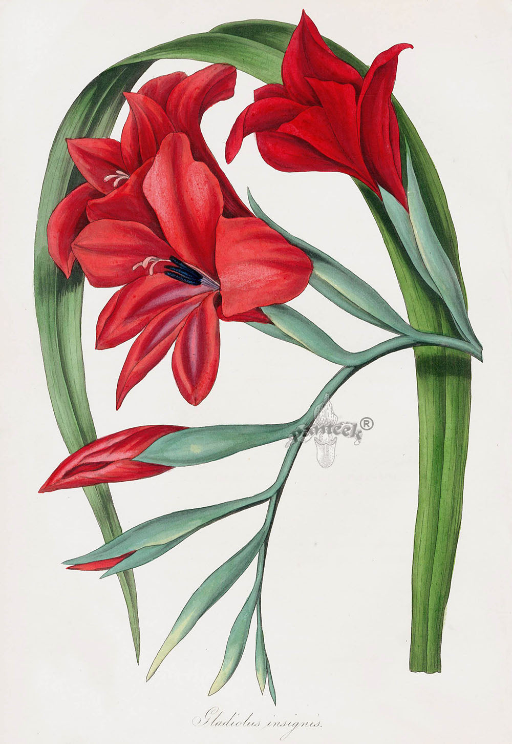 Joseph Paxton Antique Botanical Print 1834 Gladiolus