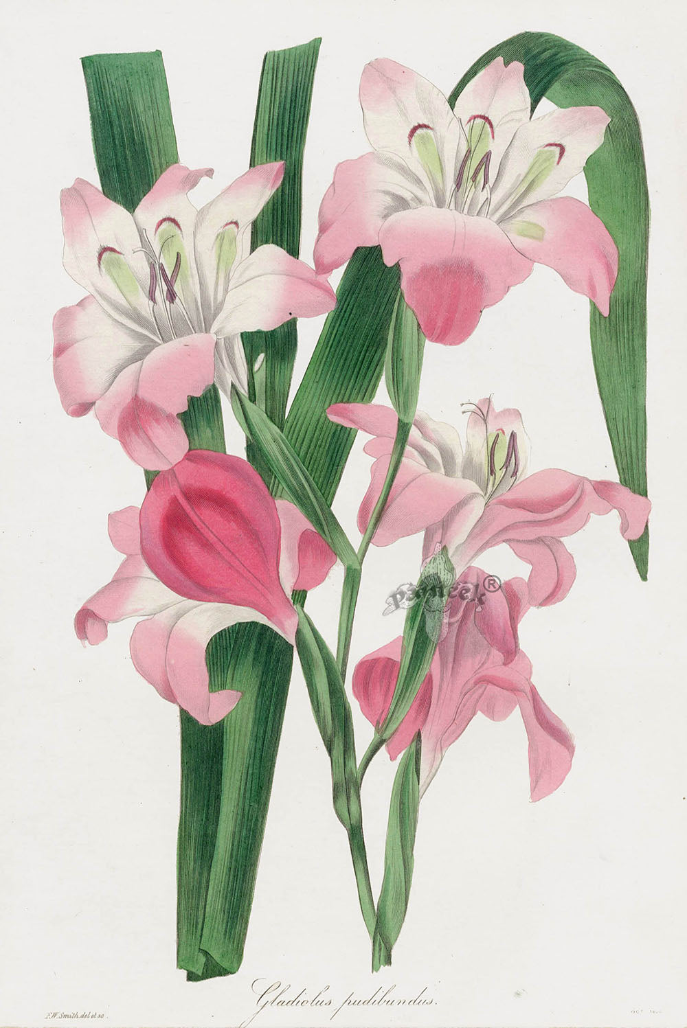 Joseph Paxton Antique Botanical Print 1834 Gladiolus pud.