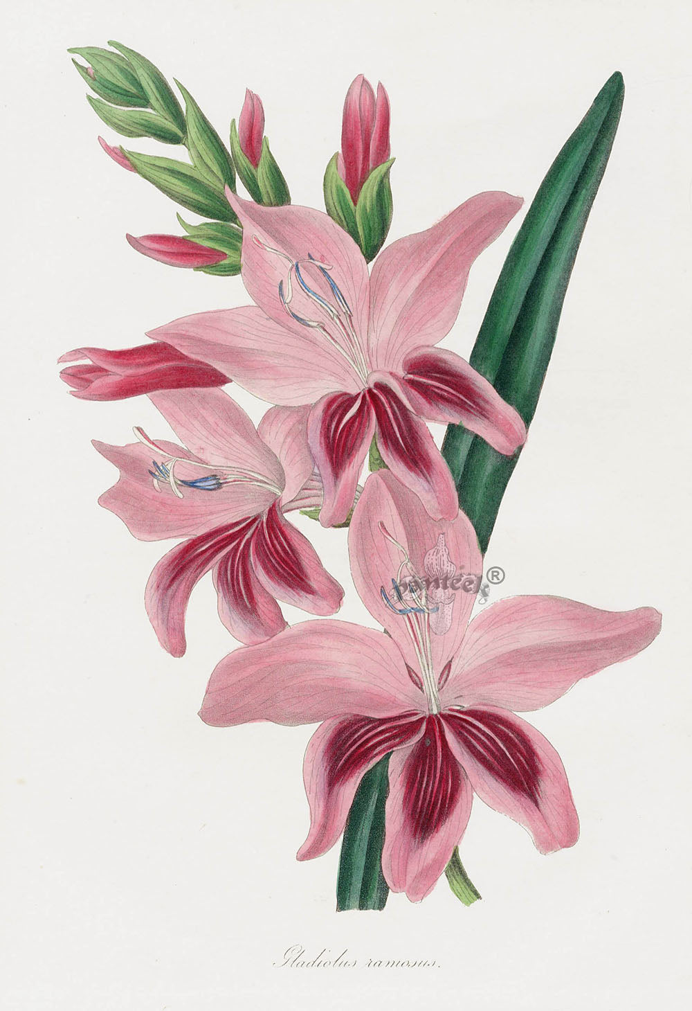 Joseph Paxton Antique Botanical Print 1834 Gladiolus ramosus