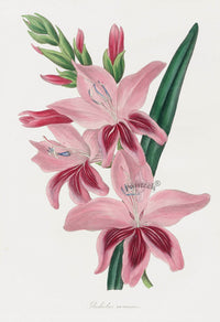 Joseph Paxton Antique Botanical Print 1834 Gladiolus ramosus - Panteek Antique Prints