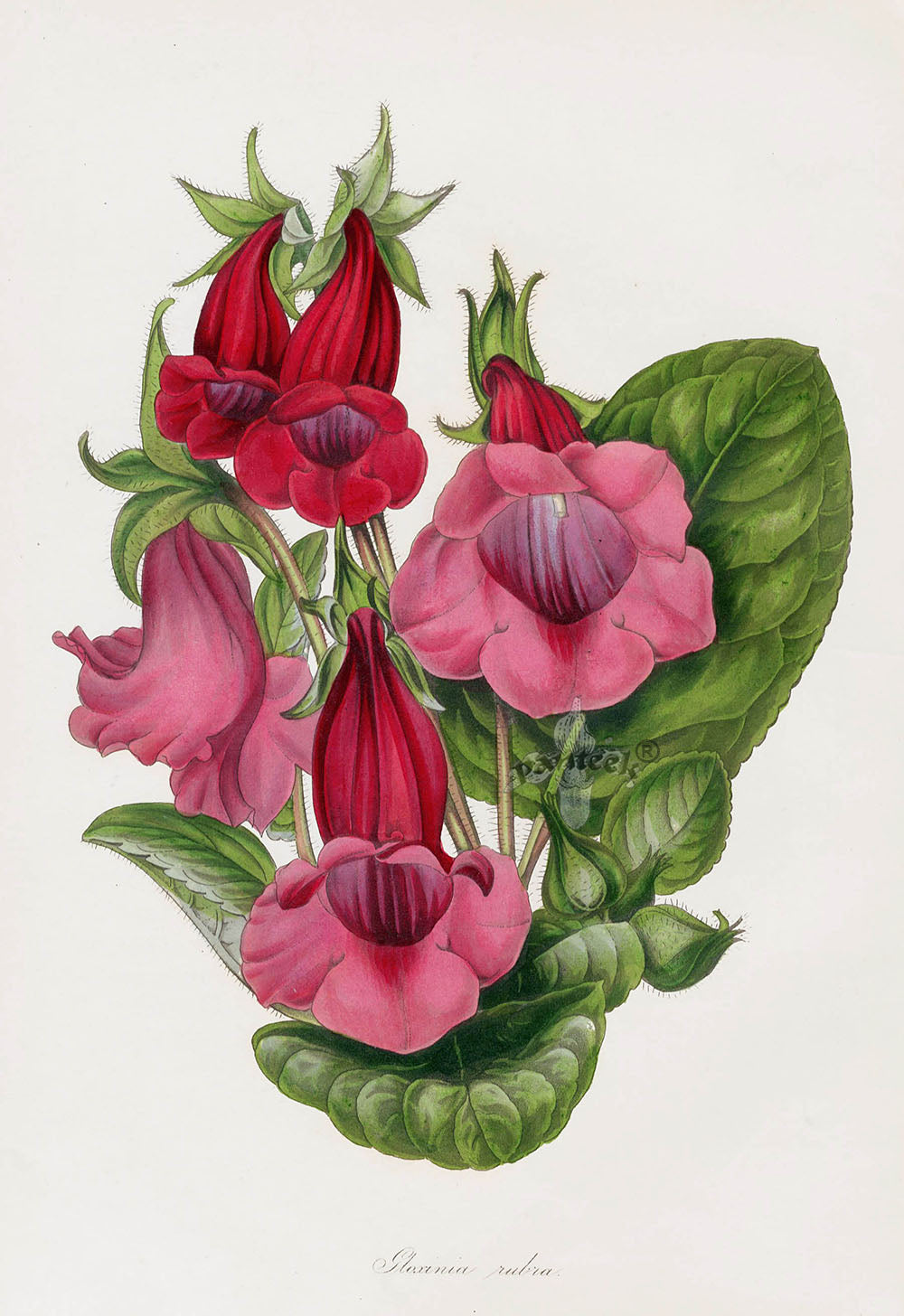 Joseph Paxton Antique Botanical Print 1834 Gloxinia