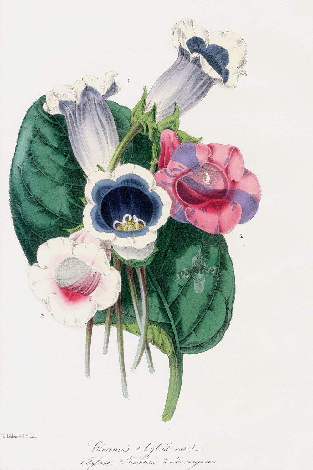 Joseph Paxton Antique Botanical Print 1834 Gloxinias hybrids