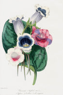 Joseph Paxton Antique Botanical Print 1834 Gloxinias hybrids - Panteek Antique Prints