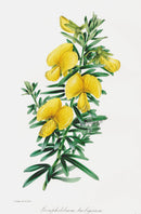 Joseph Paxton Antique Botanical Print 1834 Gompholobium - Panteek Antique Prints