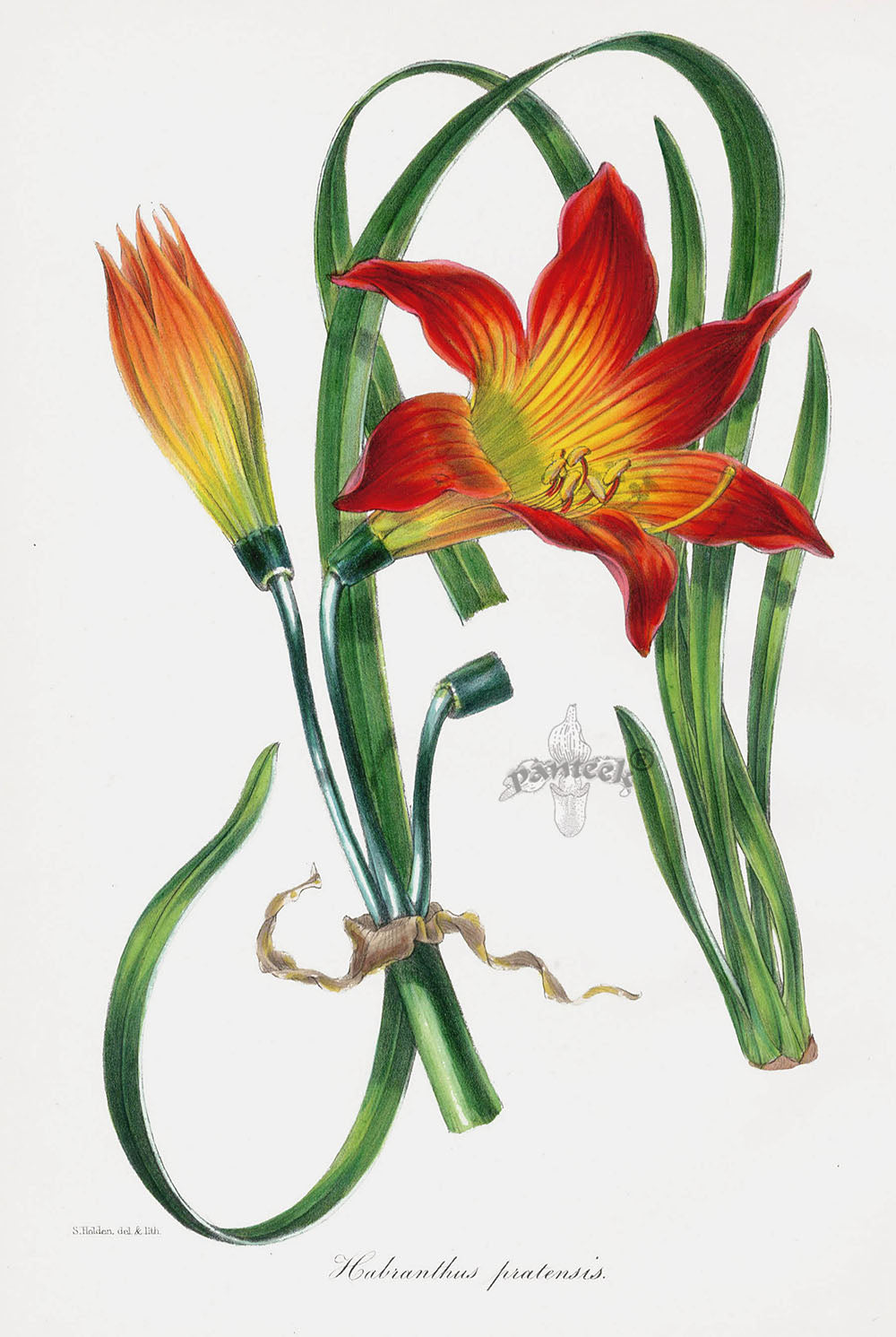 Joseph Paxton Antique Botanical Print 1834 Habranthus