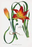 Joseph Paxton Antique Botanical Print 1834 Habranthus - Panteek Antique Prints