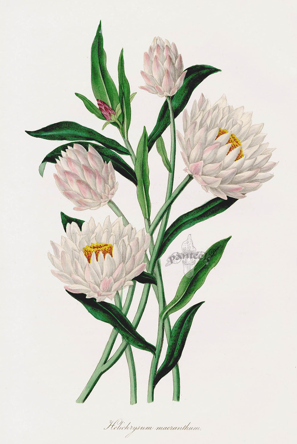Joseph Paxton Antique Botanical Print 1834 Helichrysum