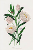 Joseph Paxton Antique Botanical Print 1834 Helichrysum - Panteek Antique Prints