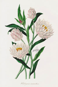 Joseph Paxton Antique Botanical Print 1834 Helichrysum - Panteek Antique Prints