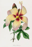Joseph Paxton Antique Botanical Print 1834 Hibiscus - Panteek Antique Prints