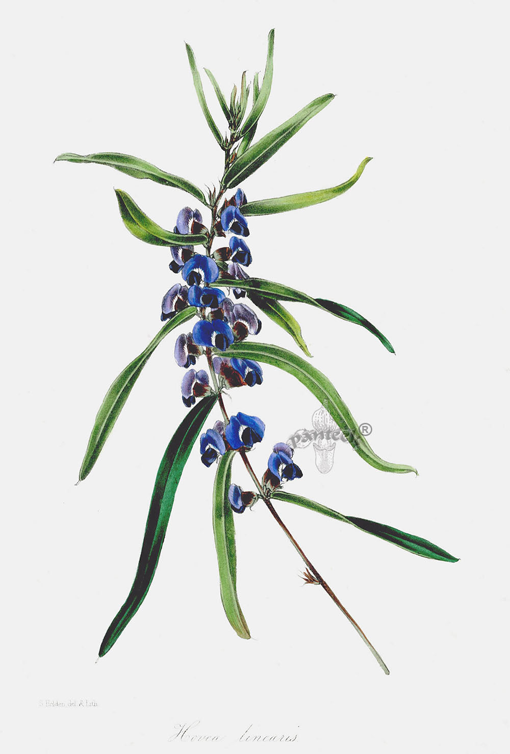 Joseph Paxton Antique Botanical Print 1834 Hovea