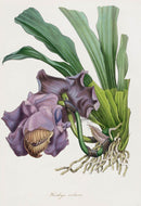 Joseph Paxton Antique Botanical Print 1834 Huntleya Orchid - Panteek Antique Prints