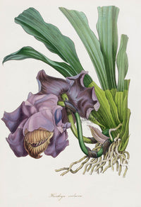 Joseph Paxton Antique Botanical Print 1834 Huntleya Orchid - Panteek Antique Prints