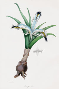 Joseph Paxton Antique Botanical Print 1834 Iris - Panteek Antique Prints