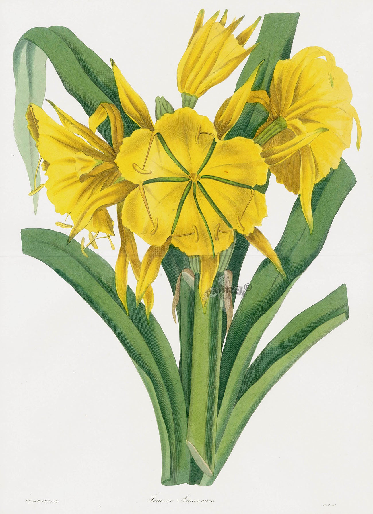 Joseph Paxton Antique Botanical Print 1834 Ismene