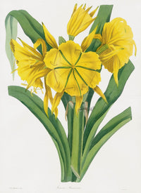 Joseph Paxton Antique Botanical Print 1834 Ismene - Panteek Antique Prints