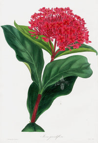 Joseph Paxton Antique Botanical Print 1834 Ixora Grandiflora - Panteek Antique Prints