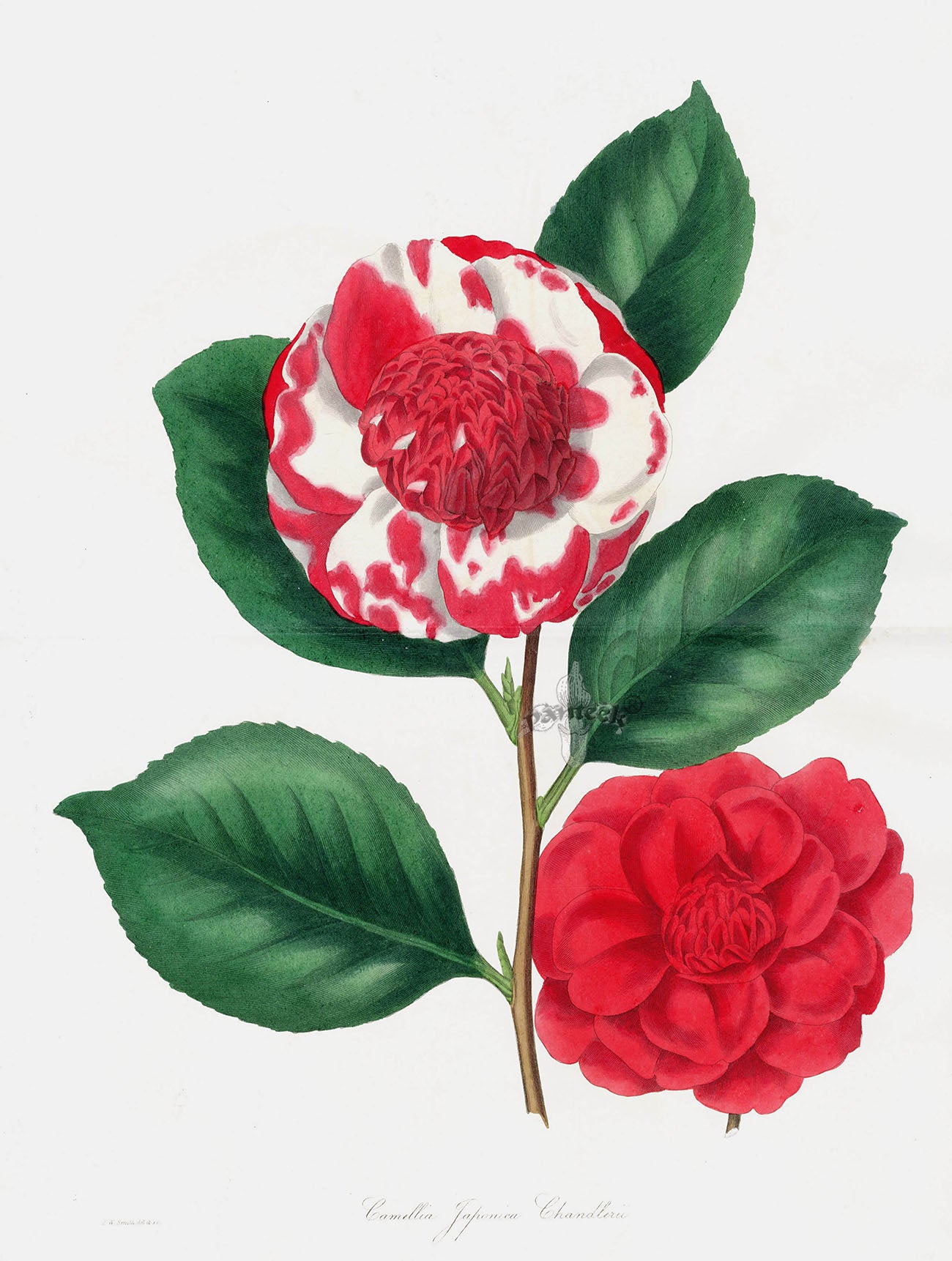 Joseph Paxton Antique Botanical Print 1834 Japanese camellia