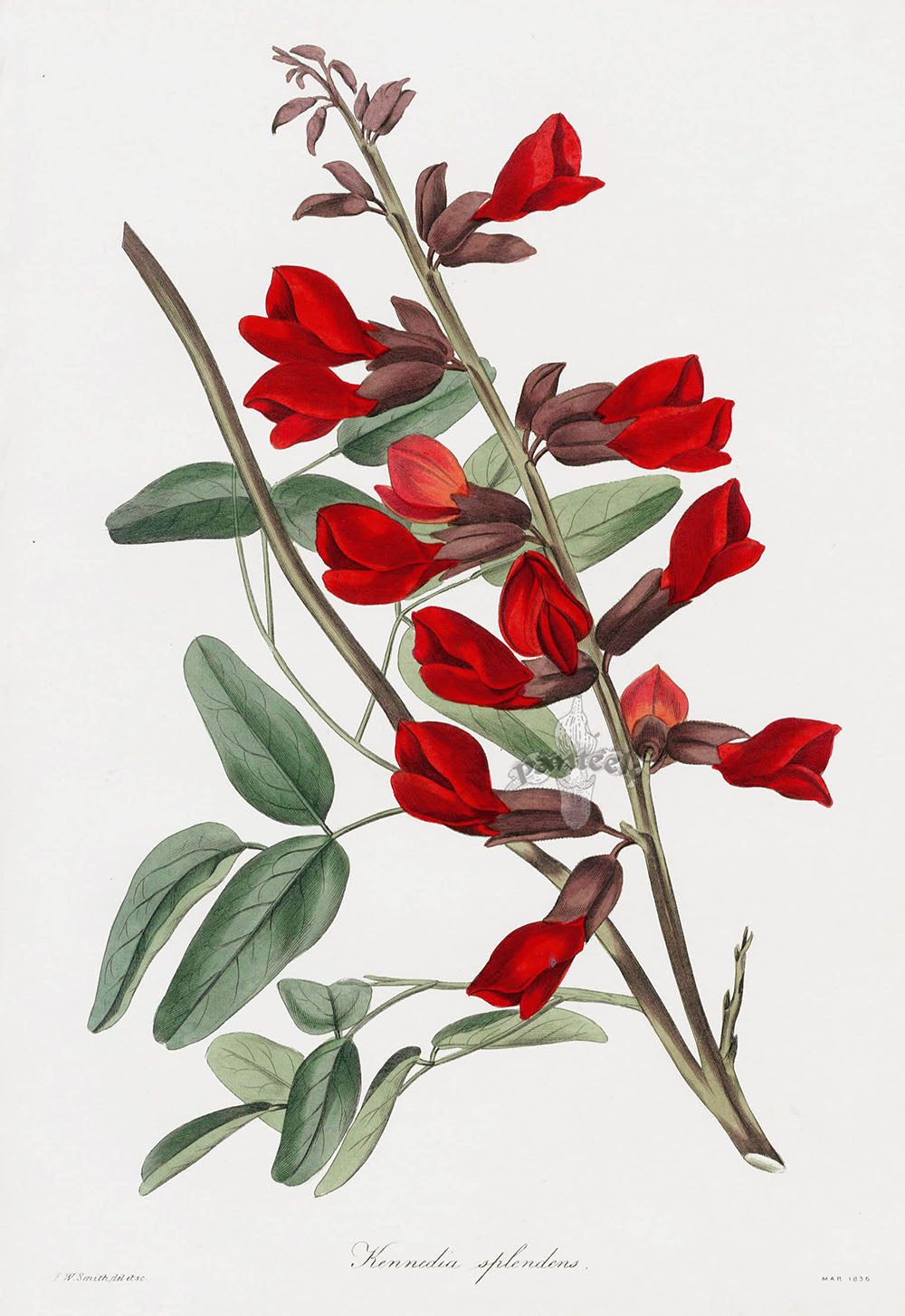 Joseph Paxton Antique Botanical Print 1834 Kennedia