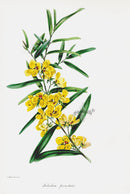 Joseph Paxton Antique Botanical Print 1834 Labichea - Panteek Antique Prints