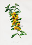 Joseph Paxton Antique Botanical Print 1834 Lalage - Panteek Antique Prints