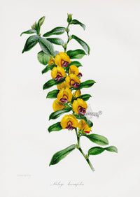Joseph Paxton Antique Botanical Print 1834 Lalage - Panteek Antique Prints