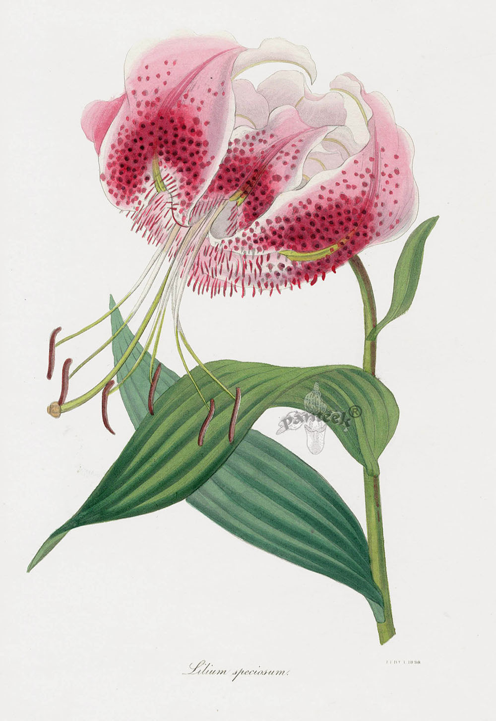 Joseph Paxton Antique Botanical Print 1834 Lily