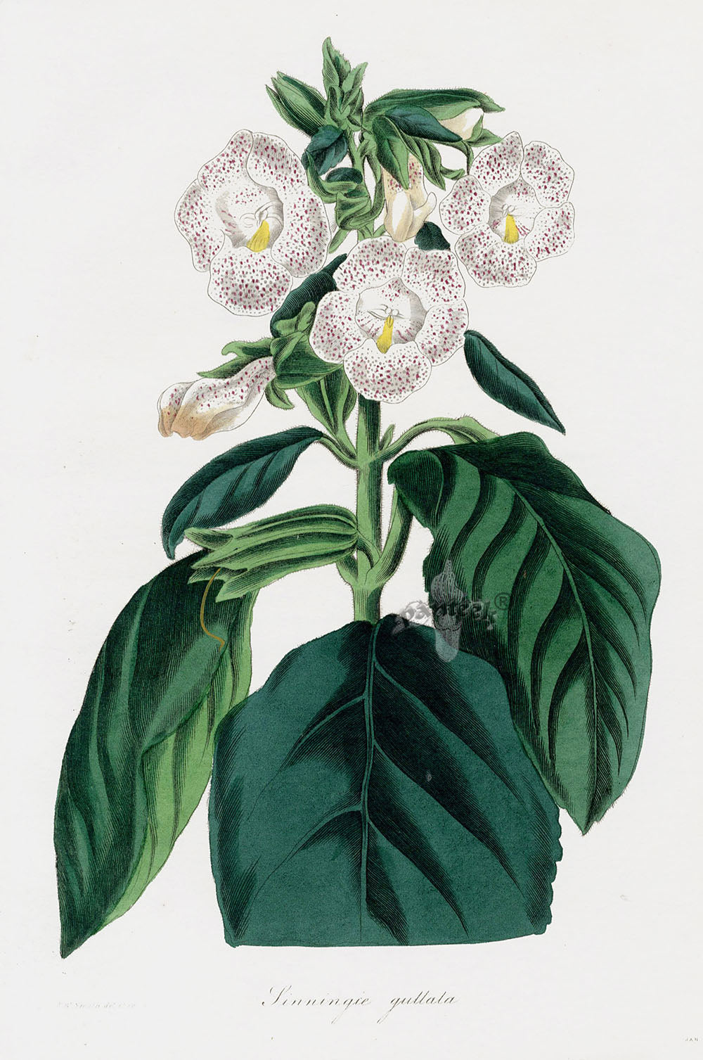 Joseph Paxton Antique Botanical Print 1834 Linningie