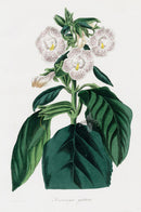 Joseph Paxton Antique Botanical Print 1834 Linningie - Panteek Antique Prints