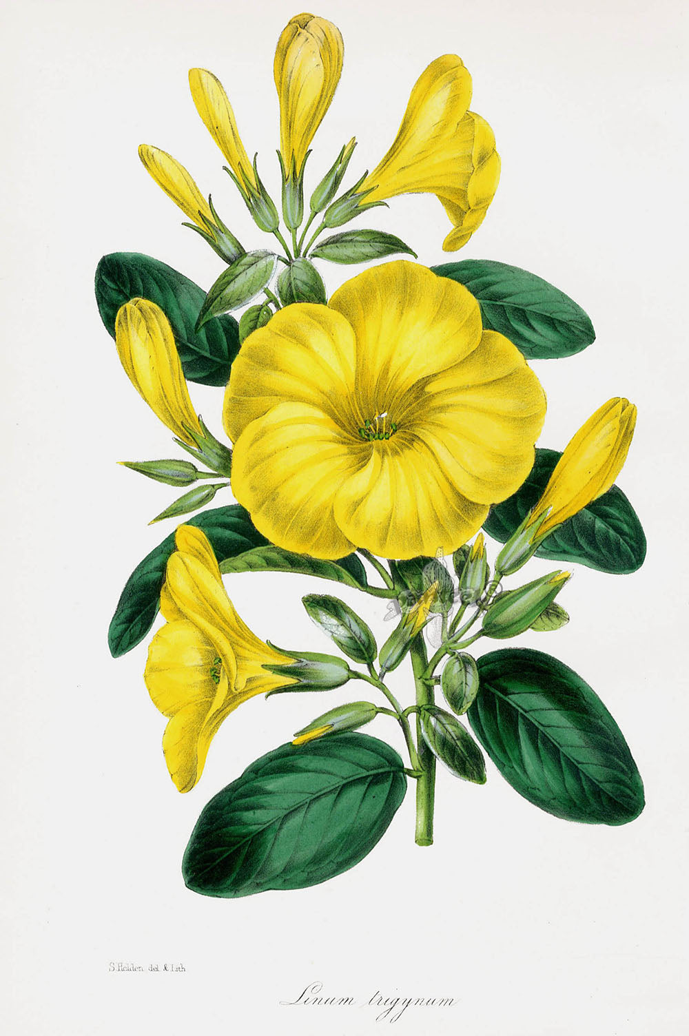 Joseph Paxton Antique Botanical Print 1834 Linum