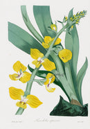 Joseph Paxton Antique Botanical Print 1834 Lissochilus Orchid - Panteek Antique Prints