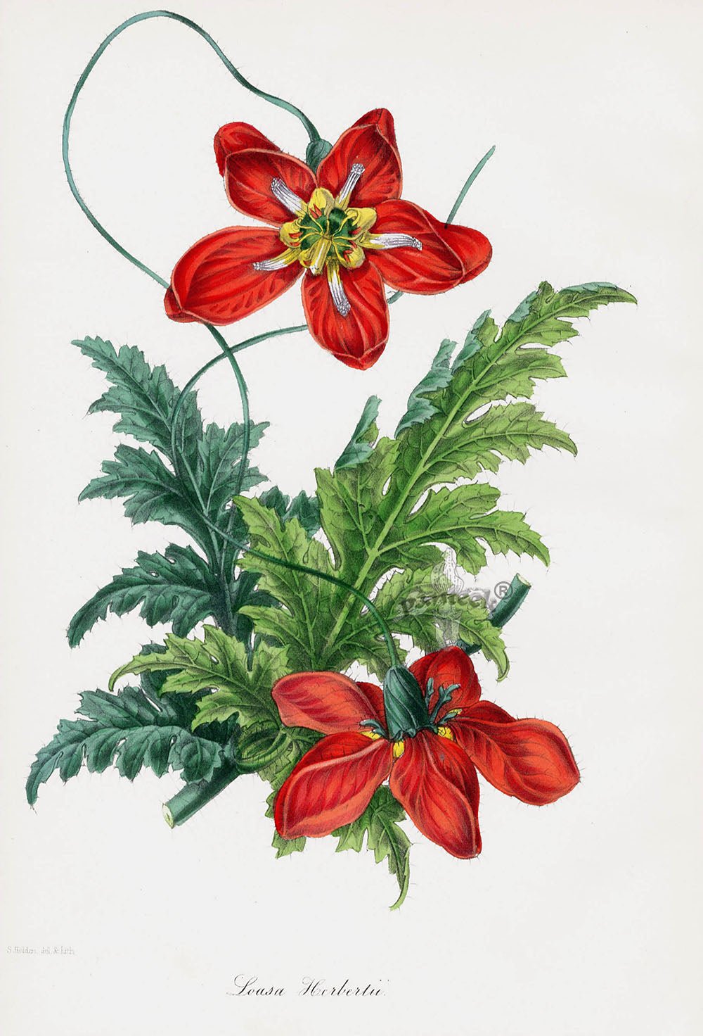 Joseph Paxton Antique Botanical Print 1834 Loasa herbertii
