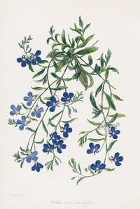 Joseph Paxton Antique Botanical Print 1834 Lobelia - Panteek Antique Prints